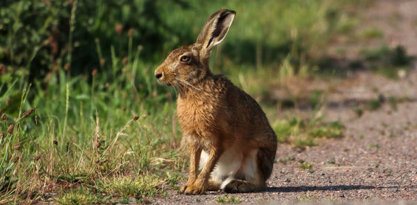 Close-up of rabbit on field