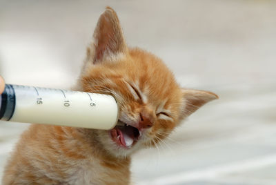 Close-up of cat drinking milk by syringe