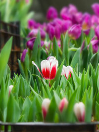 Close-up of pink flowers blooming outdoors