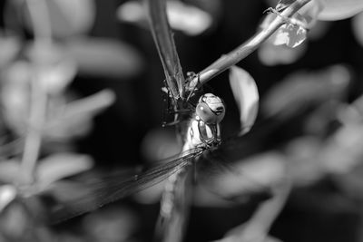 Close-up of plant against blurred background