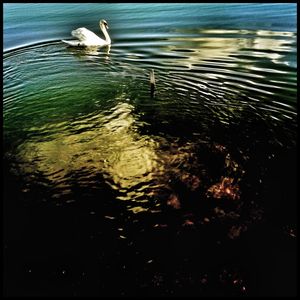 Birds flying over lake