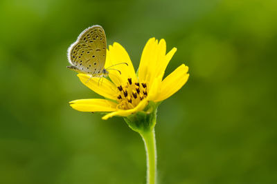 Close-up of butterfly pollinating on yellow flower