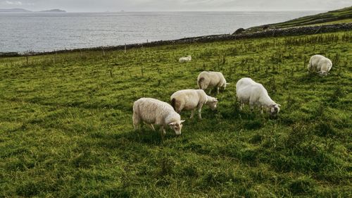 Cows grazing on grassy field
