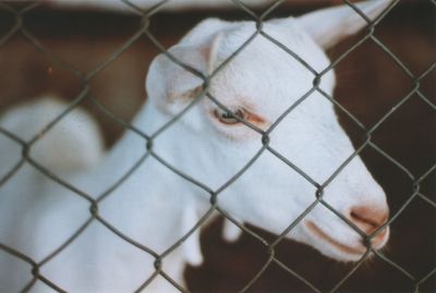 Close-up of chainlink fence in cage