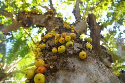 Low angle view of fruits on tree