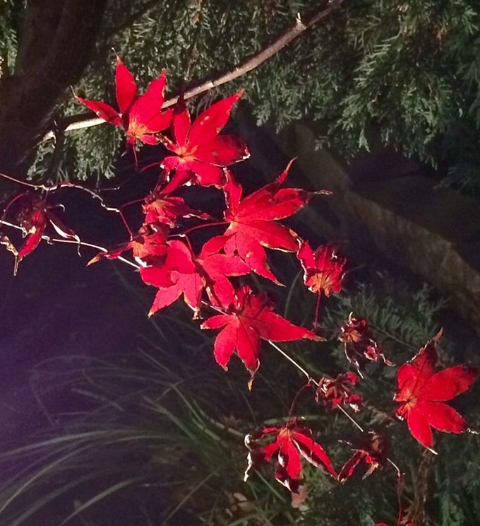 red, growth, flower, beauty in nature, nature, plant, leaf, freshness, close-up, fragility, branch, tree, outdoors, petal, high angle view, tranquility, day, no people, botany, blooming