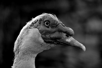 Close-up of a domestic bird