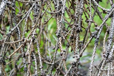 Close-up of dry plant