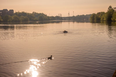 View of ducks swimming in lake