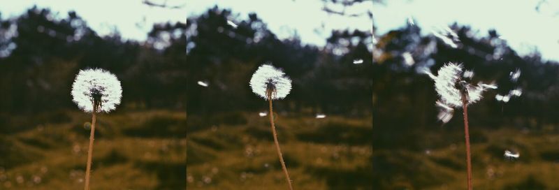 Close-up of flowers blooming in field