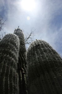 Low angle view of trees against sky