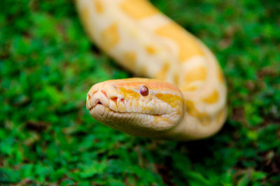 Close-up of snake