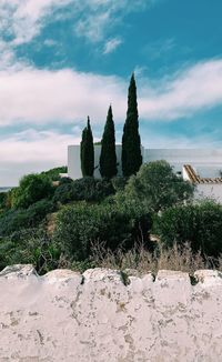 Plants by building against sky