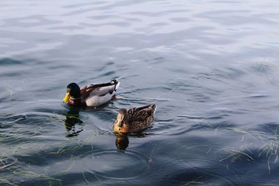 High angle view of ducks swimming in lake