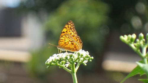 Close-up of butterfly pollinating on flower