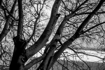 Low angle view of bare trees in forest