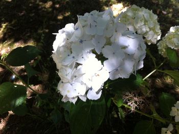 Close-up of white flowers blooming in spring