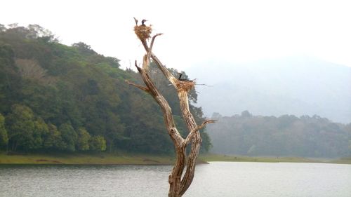 Tree by lake against sky