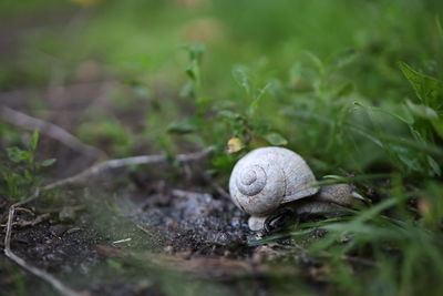 snail