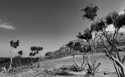 Trees on field against sky