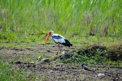 Bird perching on a field