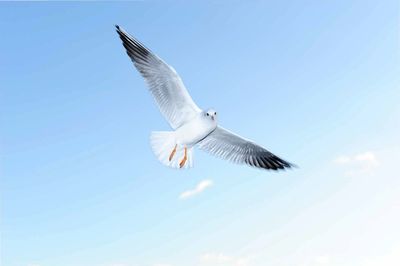 Low angle view of seagull flying