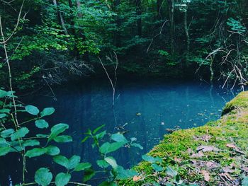 forest