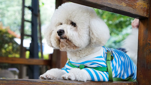 Close-up of white bichon frise relaxing on bench