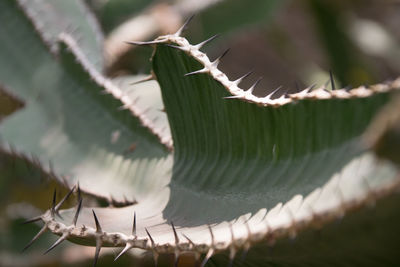 Close-up of succulent plant