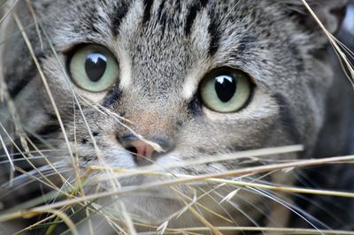 Close-up of cat