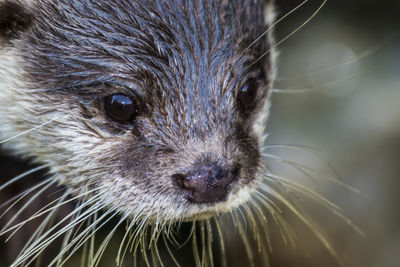 Close-up of otter