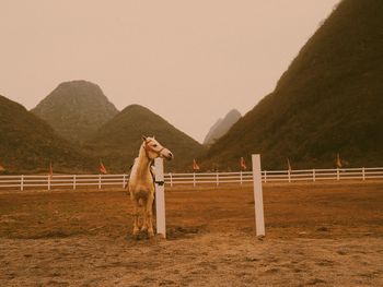 Horses on field against clear sky