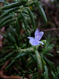 Close-up of flower growing on plant