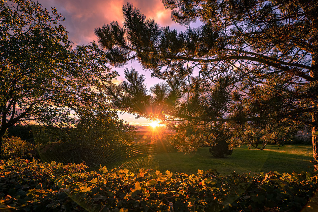 SUNLIGHT STREAMING THROUGH TREES AT SUNSET