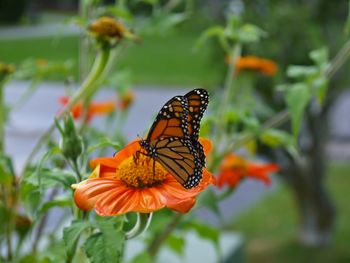 Close-up of butterfly on orange flower