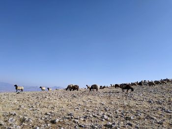 Group of sheep on field against clear sky