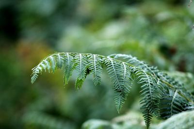 Close-up of fern leaves