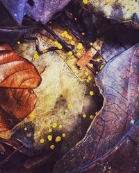 High angle view of dry maple leaves on tree