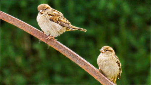 Two sparrows sitting on a rusted gate