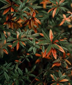 High angle view of leaves on plant