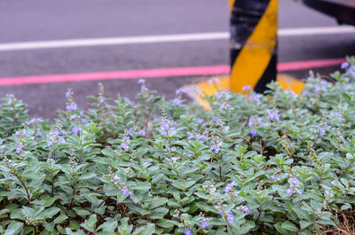 Low section of plants against blurred background