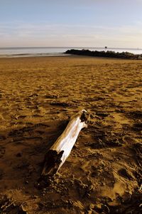 View of driftwood on beach