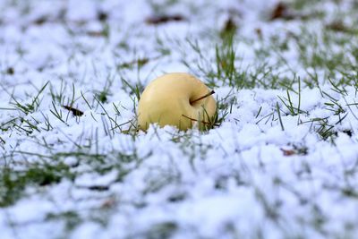 Close-up of dead plant on snowy field