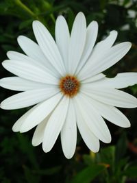 Close-up of white flower blooming outdoors