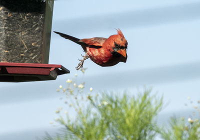 Northern cardinal dives off a bird feeder heading towards a clump of wildflowers.