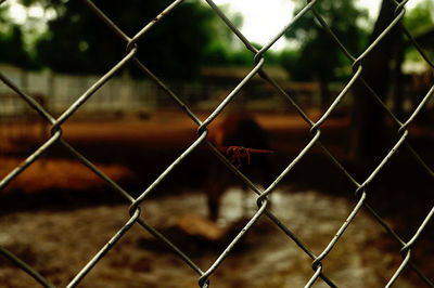 Full frame shot of chainlink fence against sky