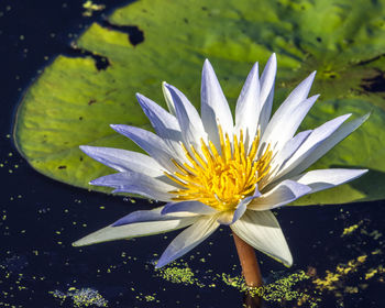 Close-up of water lily in pond