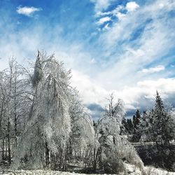 Low angle view of trees on landscape against sky