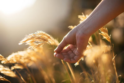 Close-up of hand holding wheat growing in farm