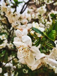 Close-up of white cherry blossom tree